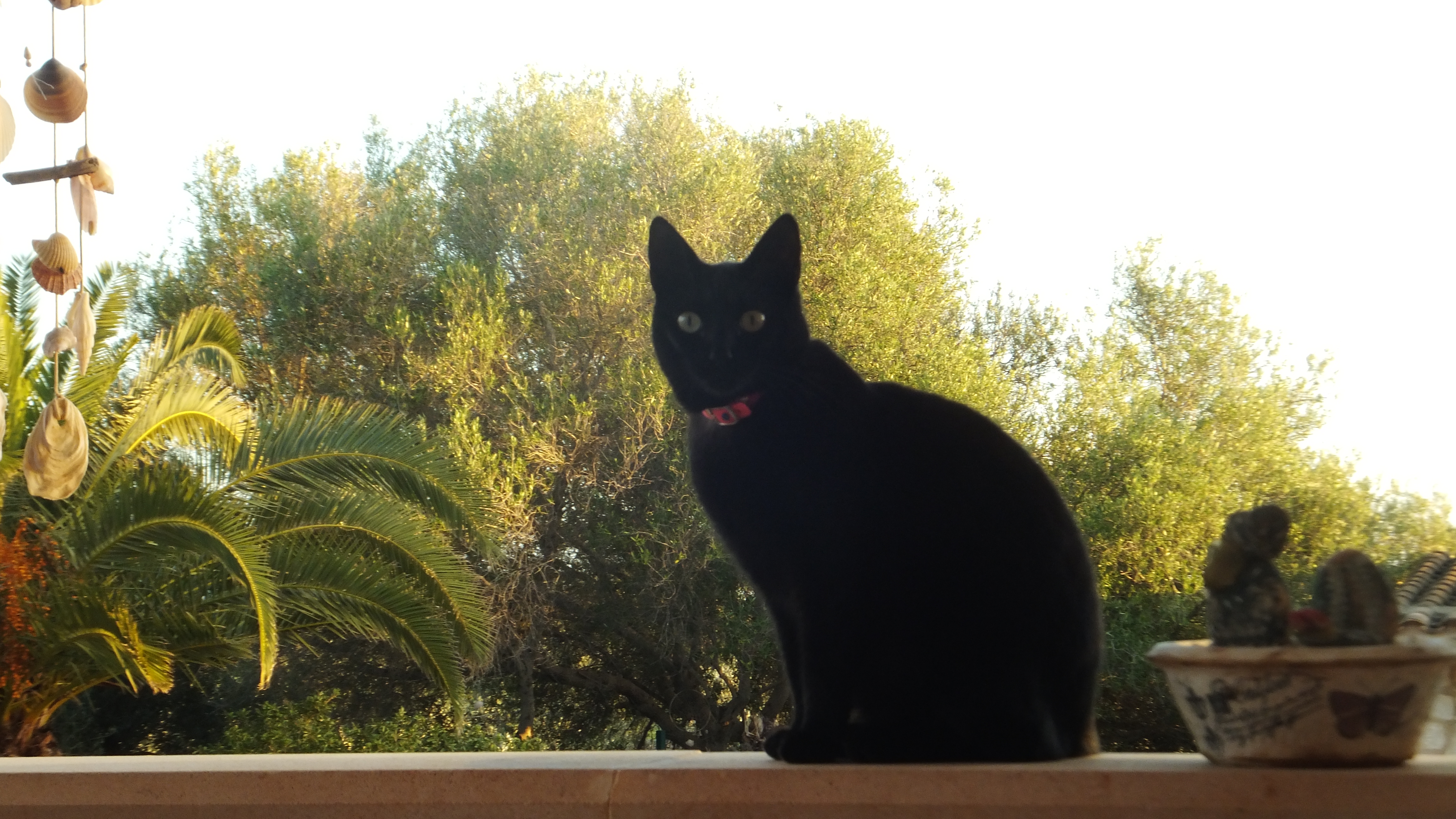 "La positividad atrae cosas buenas, así que mantén tu mente optimista", QuillBot #CalaFigera