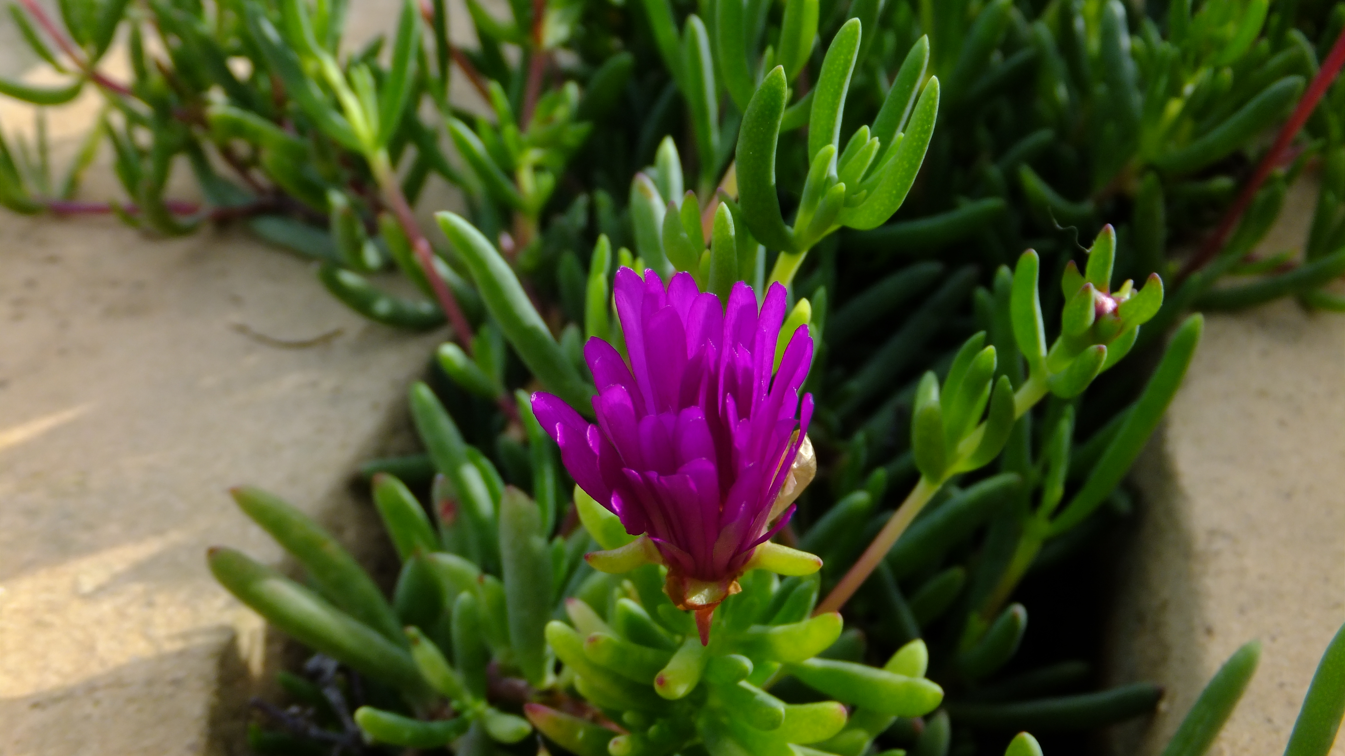 "Hoy es un buen día para sonreír y agradecer lo que tienes", QuillBot #CaloEsMoro