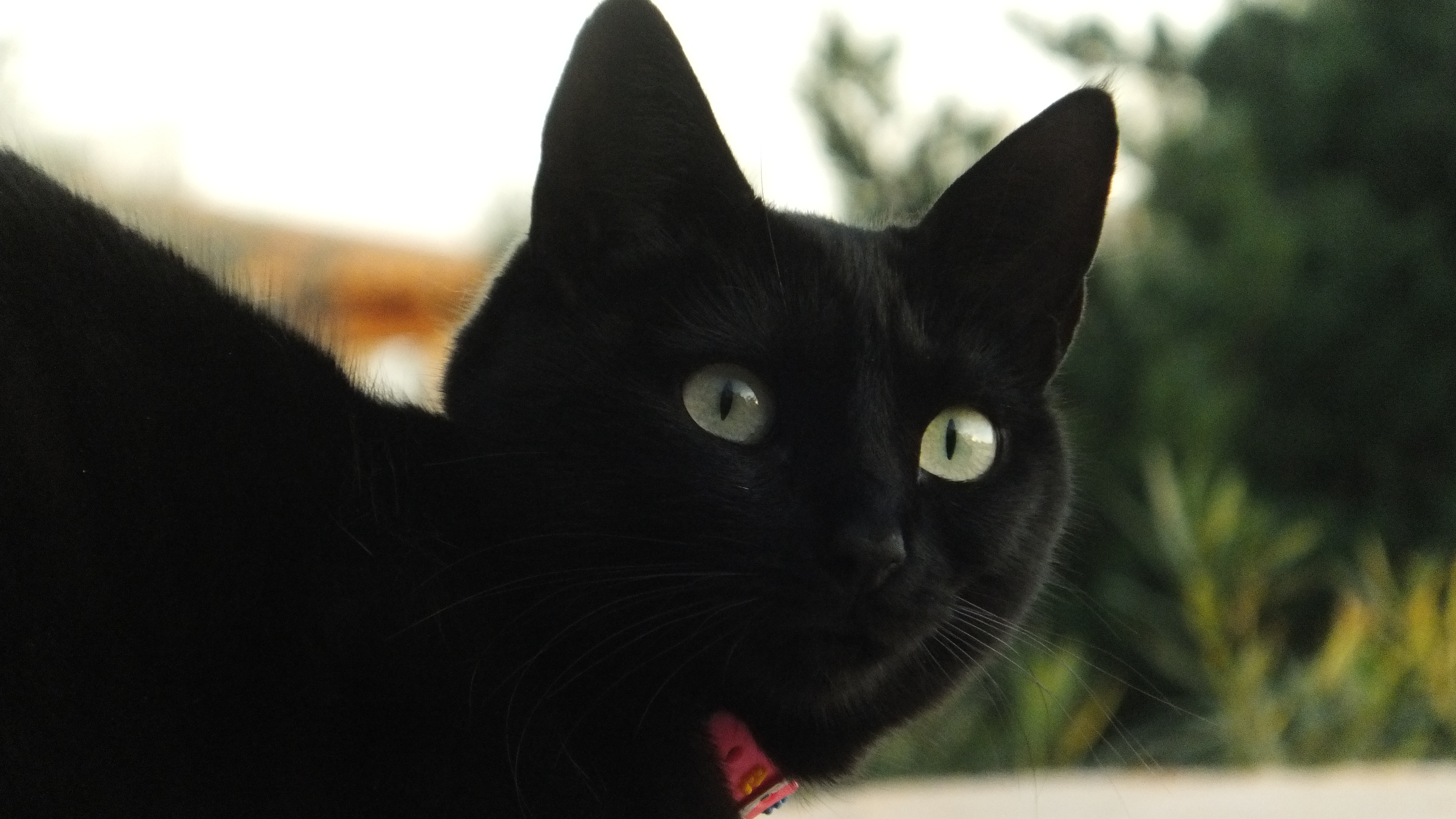 "El éxito no es un destino, es un viaje, disfrútalo". #CalaSantanyi