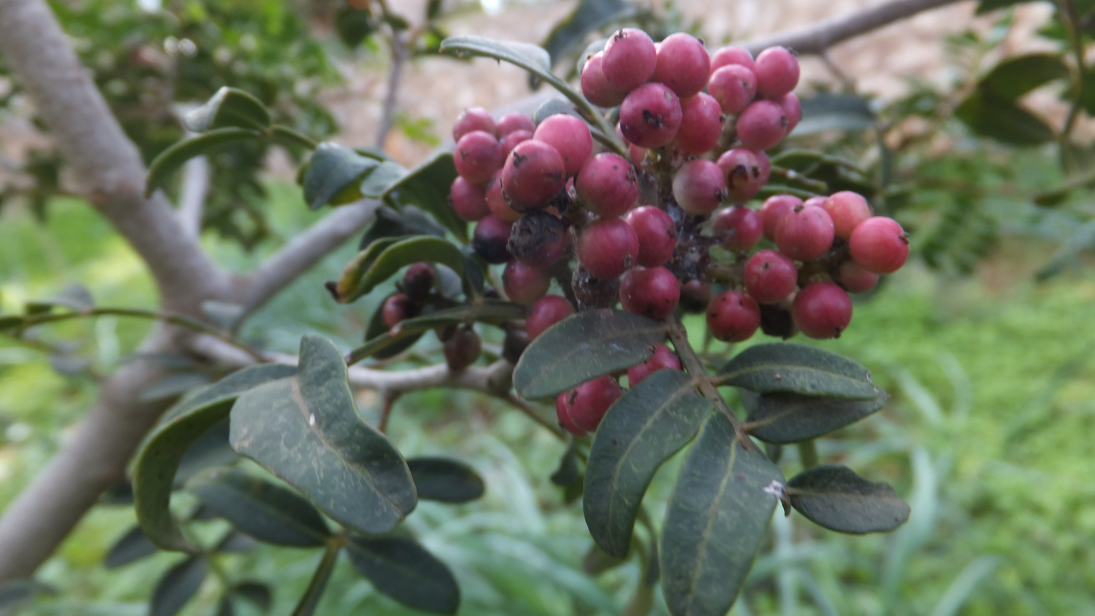 «Solo al arriesgarnos podemos hacer que nuestras vidas mejoren. El principal riesgo y el más difícil de asumir es ser honestos». — Walter Anderson #CalaFigera
