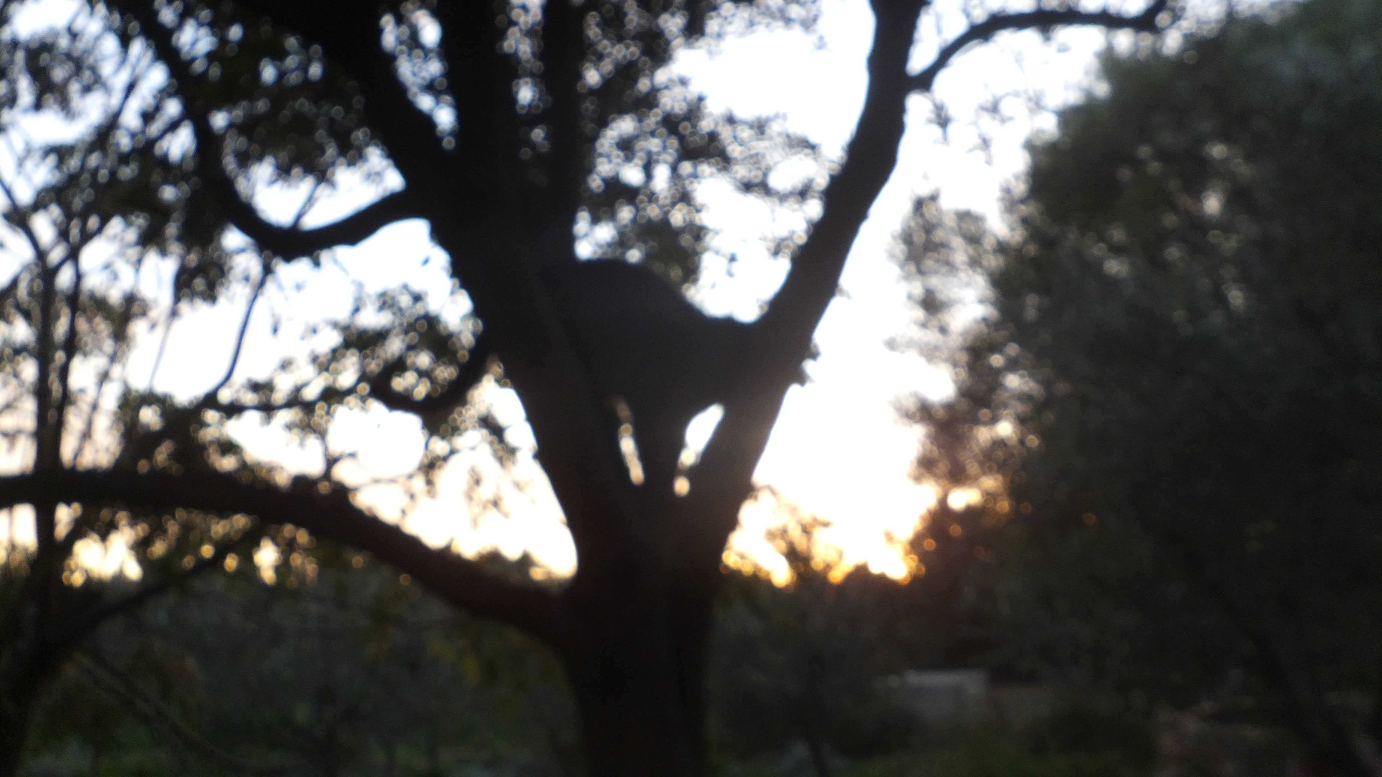 "La belleza la llevas en el alma." #Mallorca