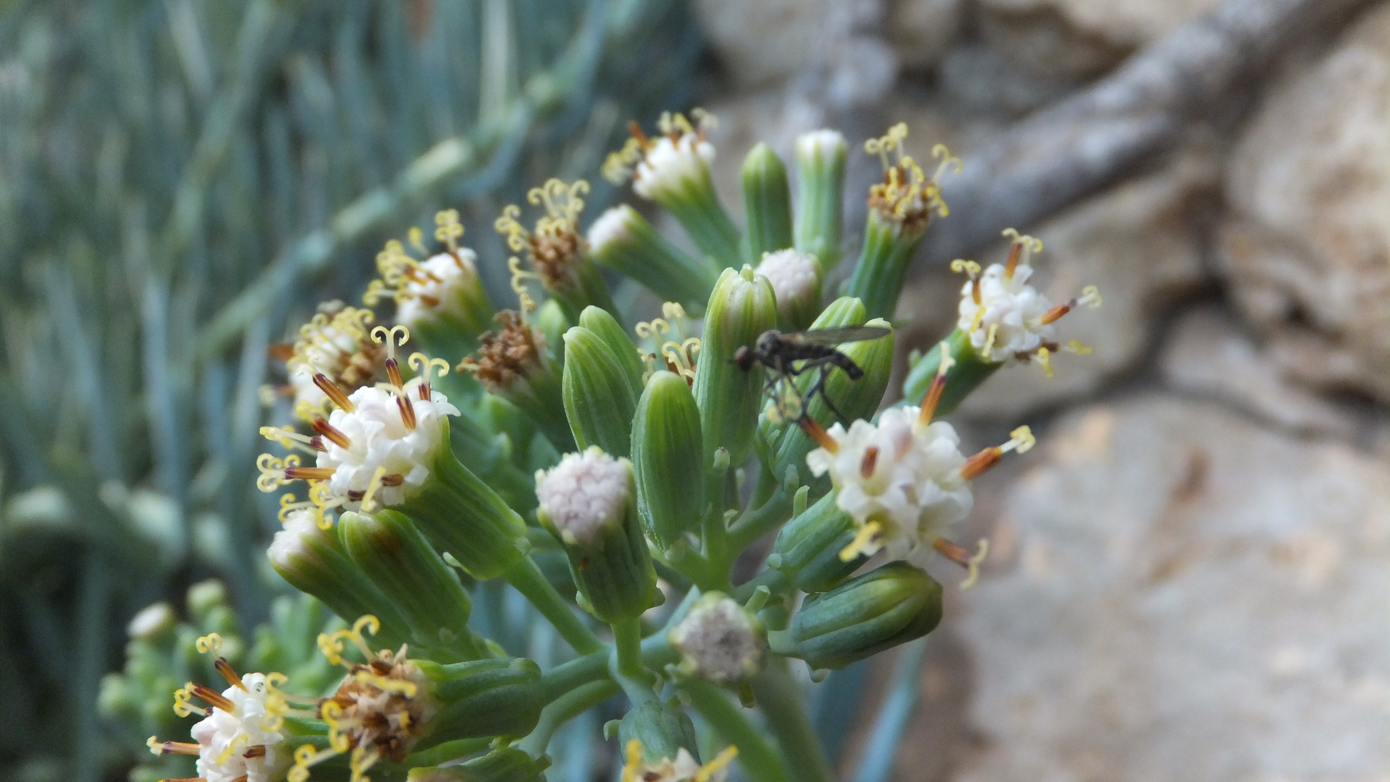 "La belleza la llevas en el alma." #Santanyi