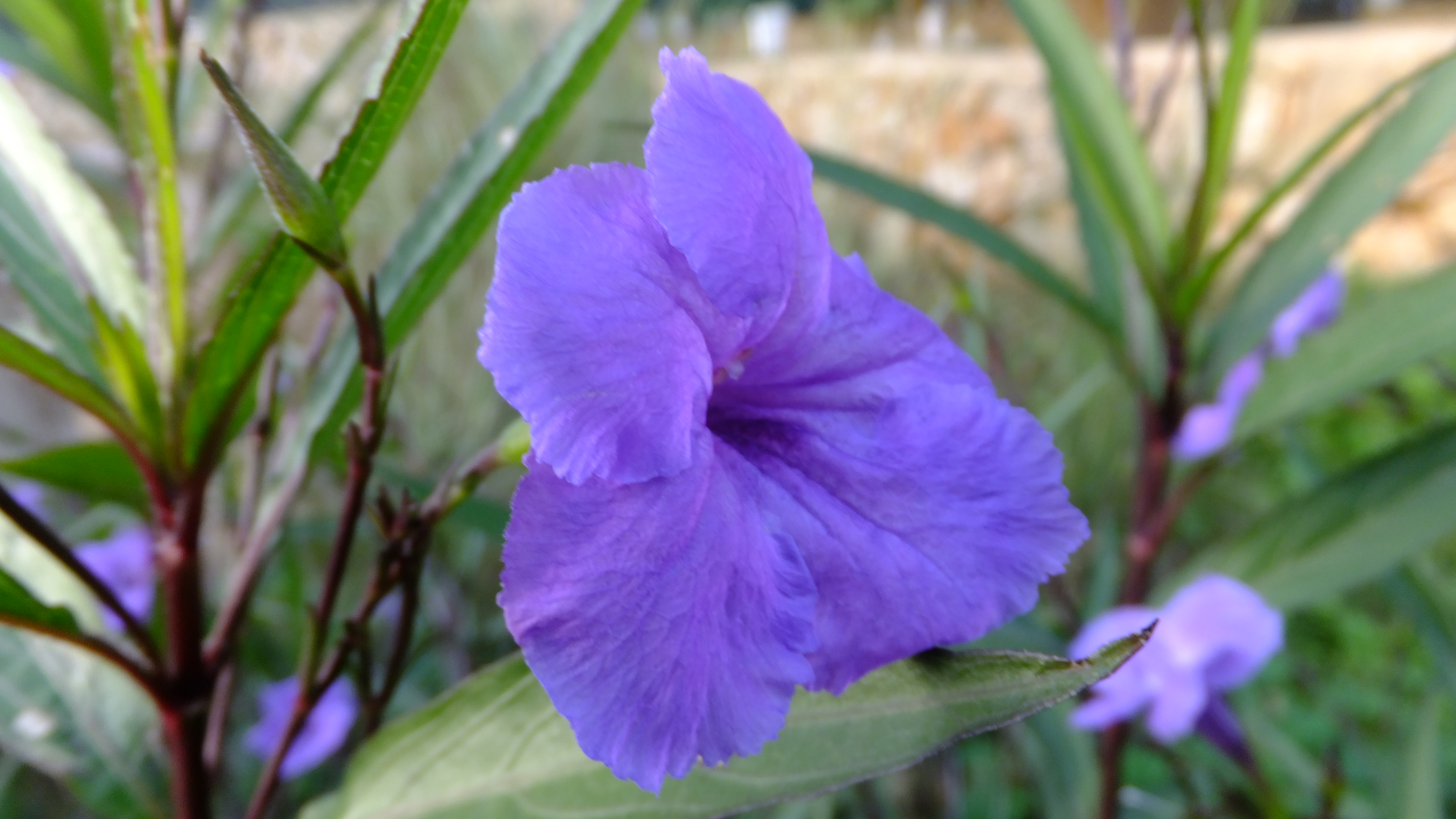 "Estar contigo o no estar contigo es la medida de mi tiempo." #CalaSantanyi