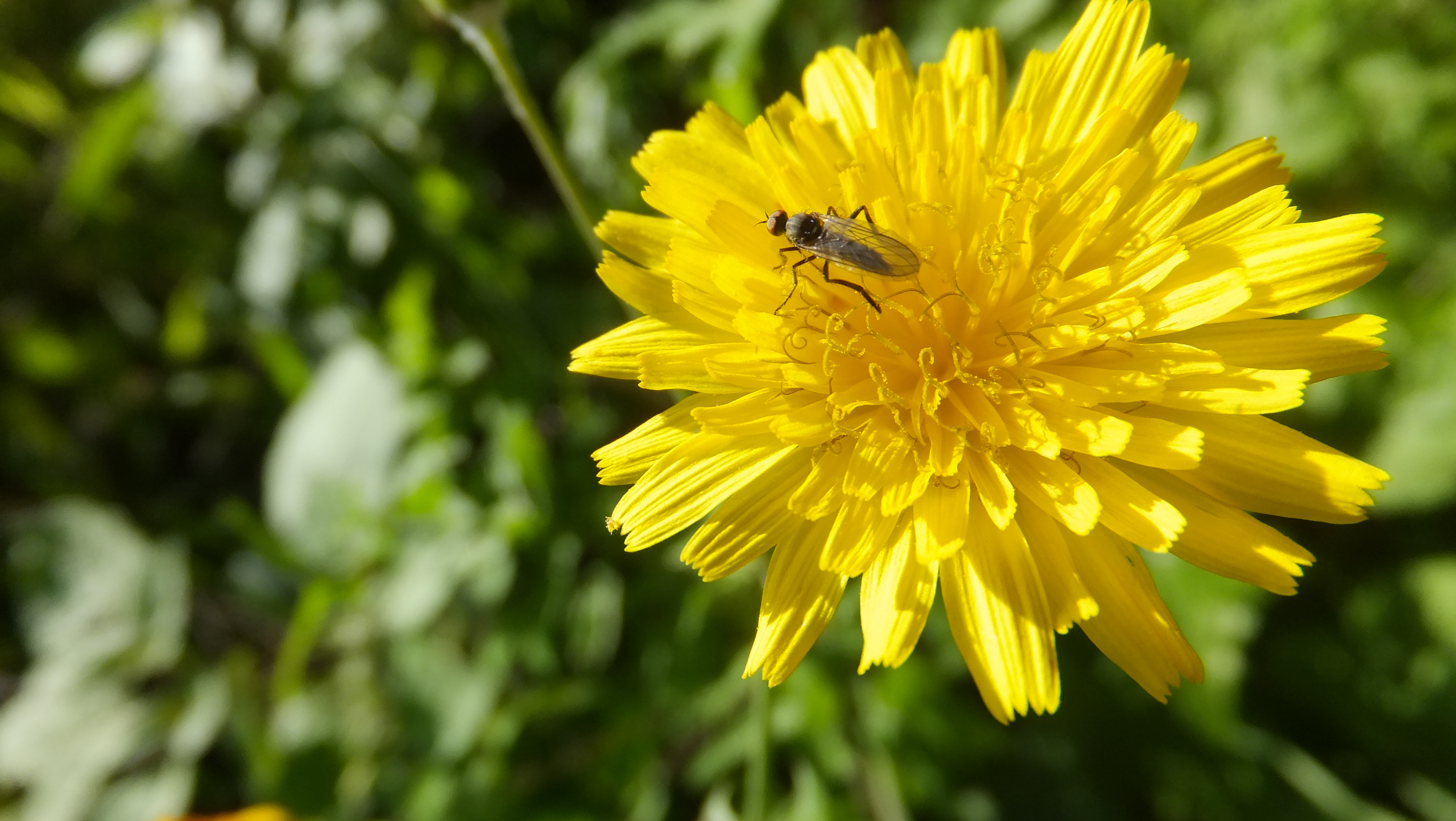 "El amor es una bellísima flor, pero hay que tener el coraje de ir a recogerla al borde de un precipicio." #CalaFigera