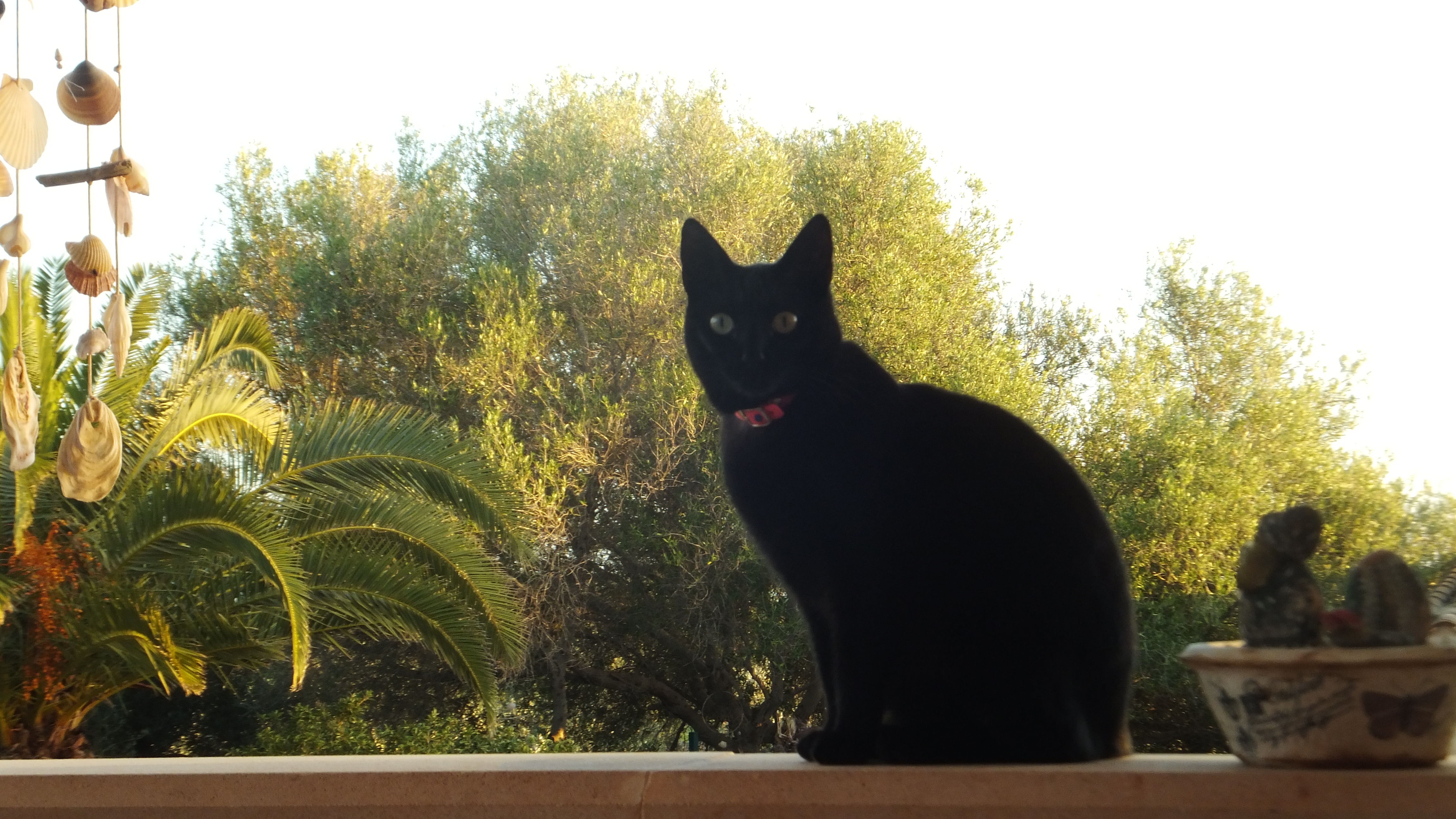 «Cambia tus pensamientos y cambiarás tu mundo». — Norman Vincent Peale #CalaFigera