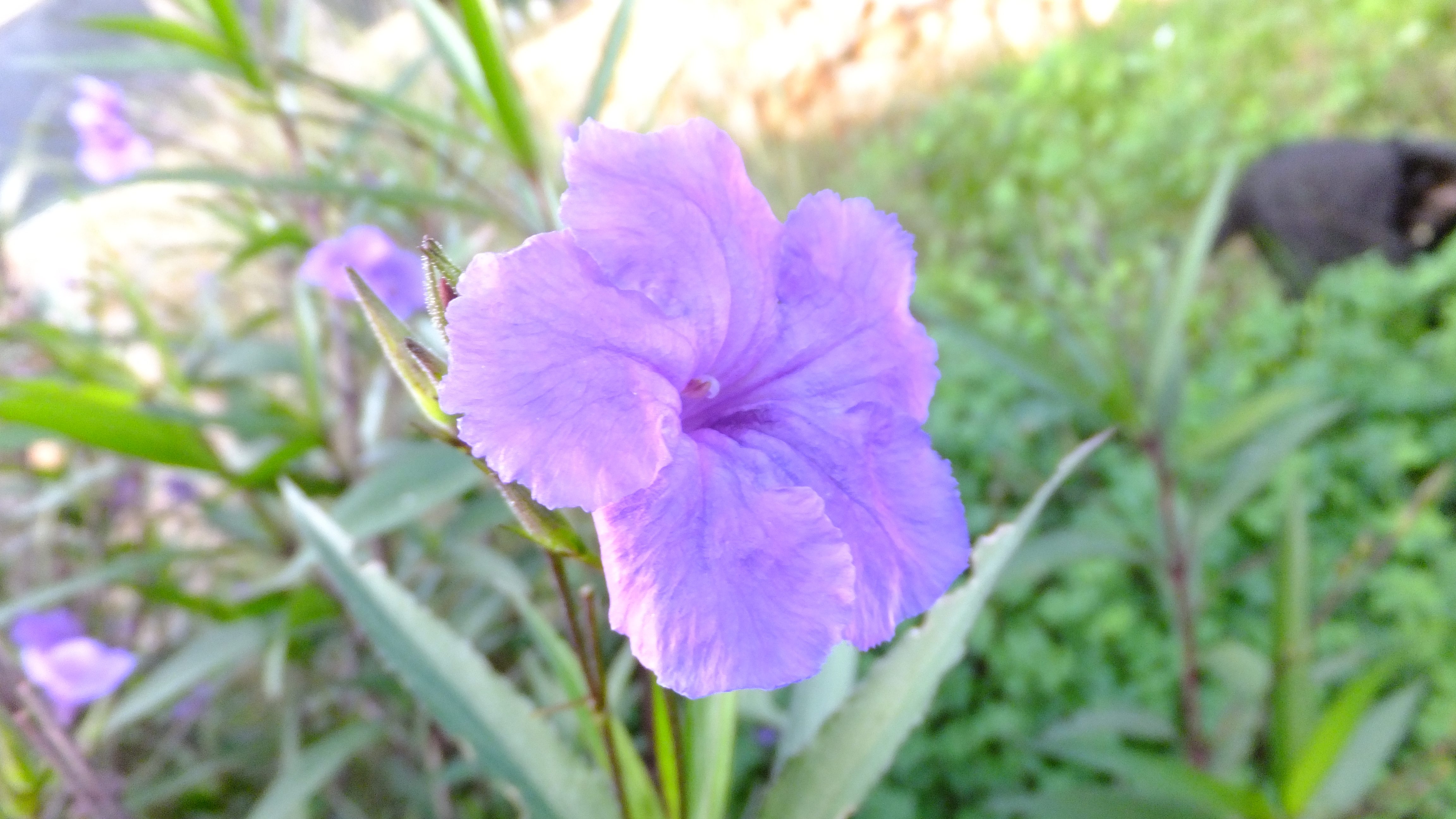 "La positividad atrae cosas buenas, así que mantén tu mente optimista", QuillBot #CalaSantanyi