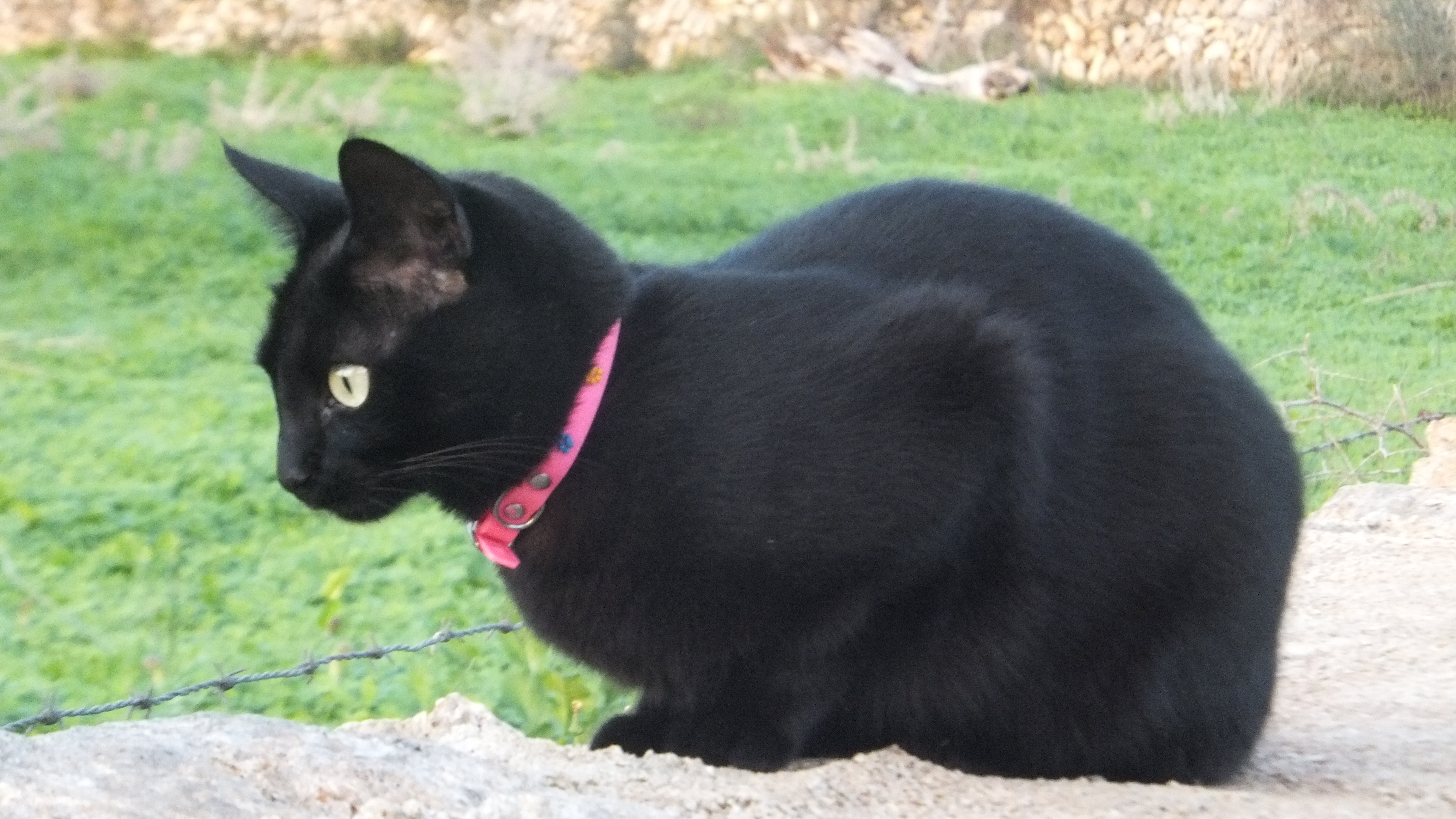 "Elige ser feliz." #CalaFigera