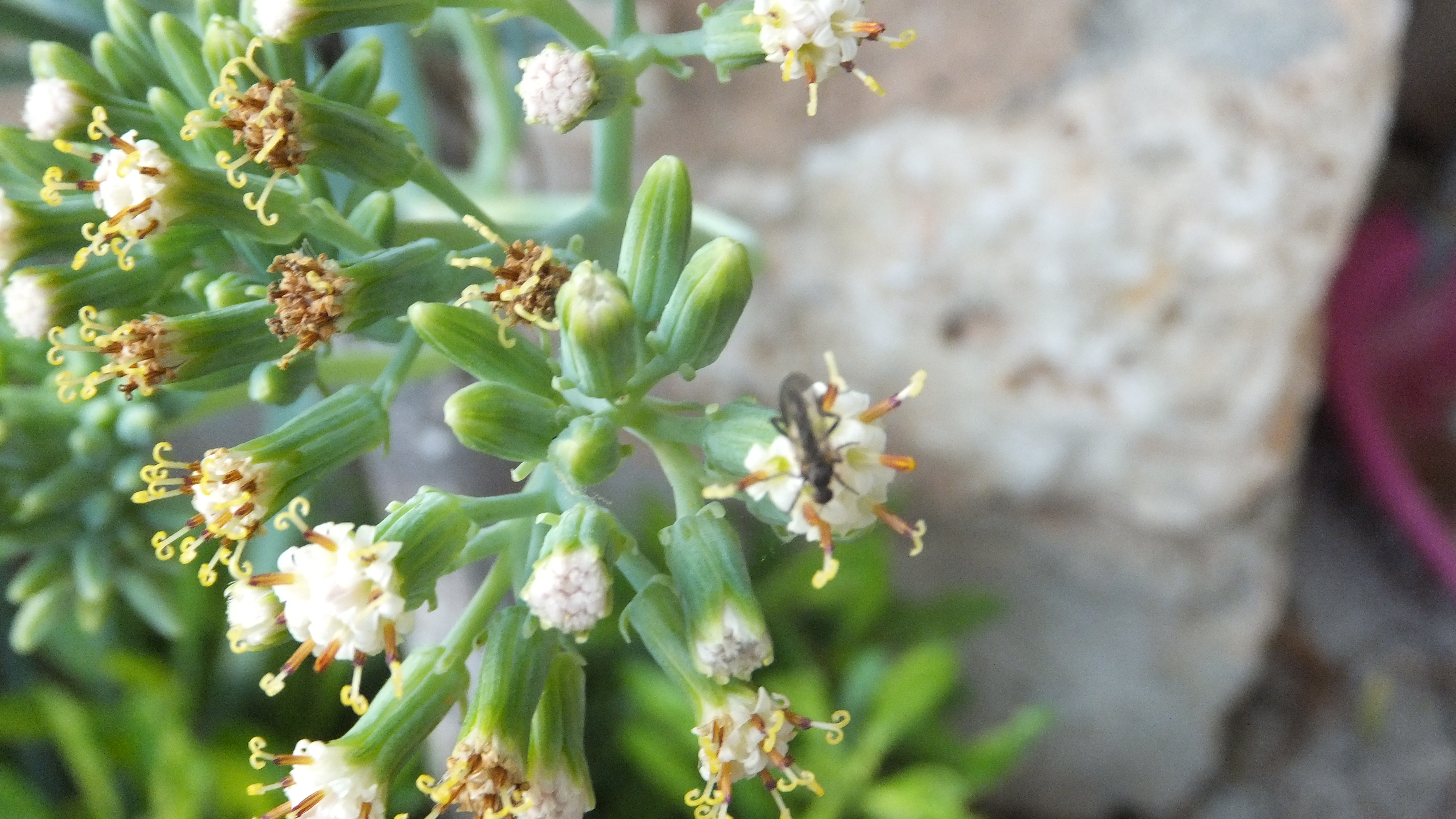 "La felicidad es una elección." #CalaSantanyi