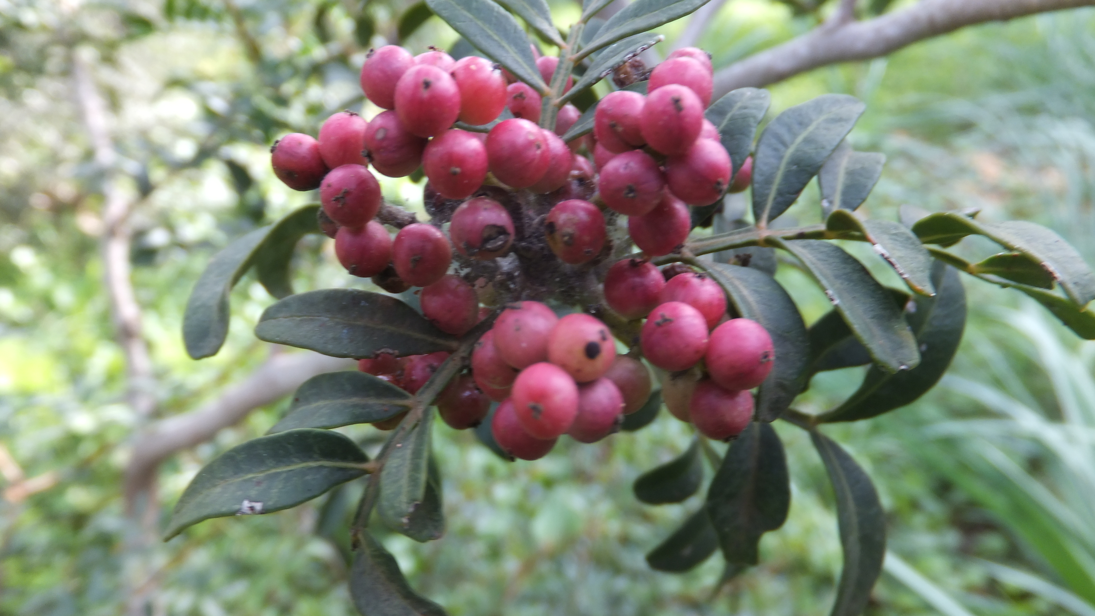 "Tu huella en el mundo la construyes con cada acción que tomas". #CalaSantanyi