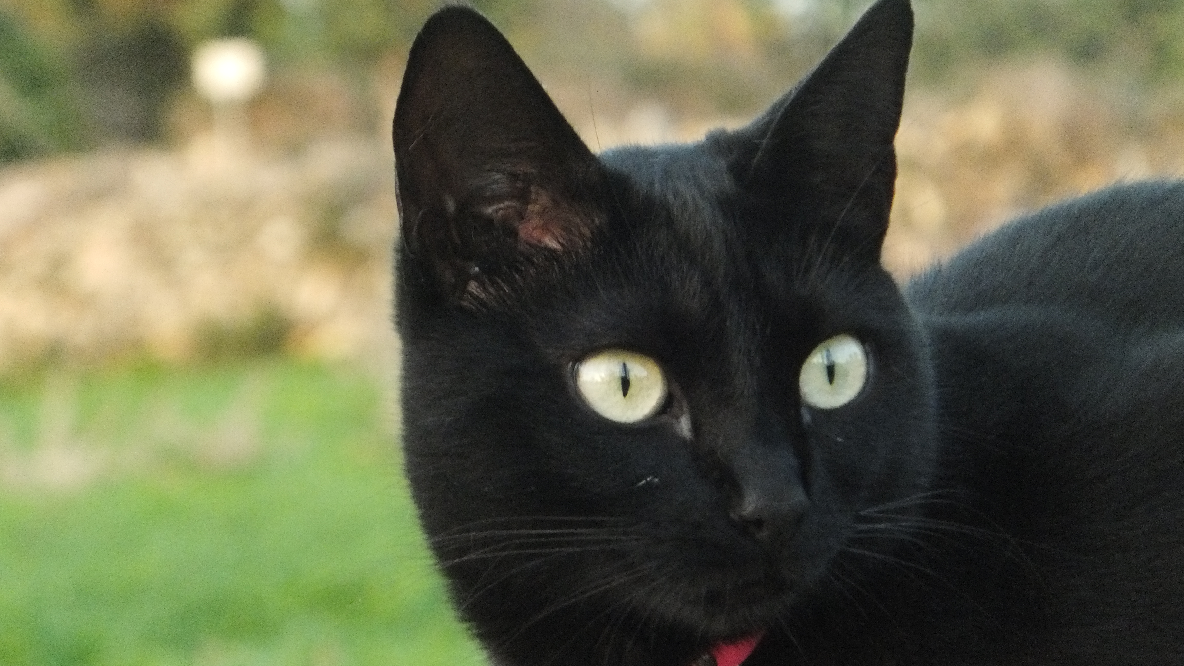 "No basta con empezar. Hay que perseverar." #CalaSantanyi