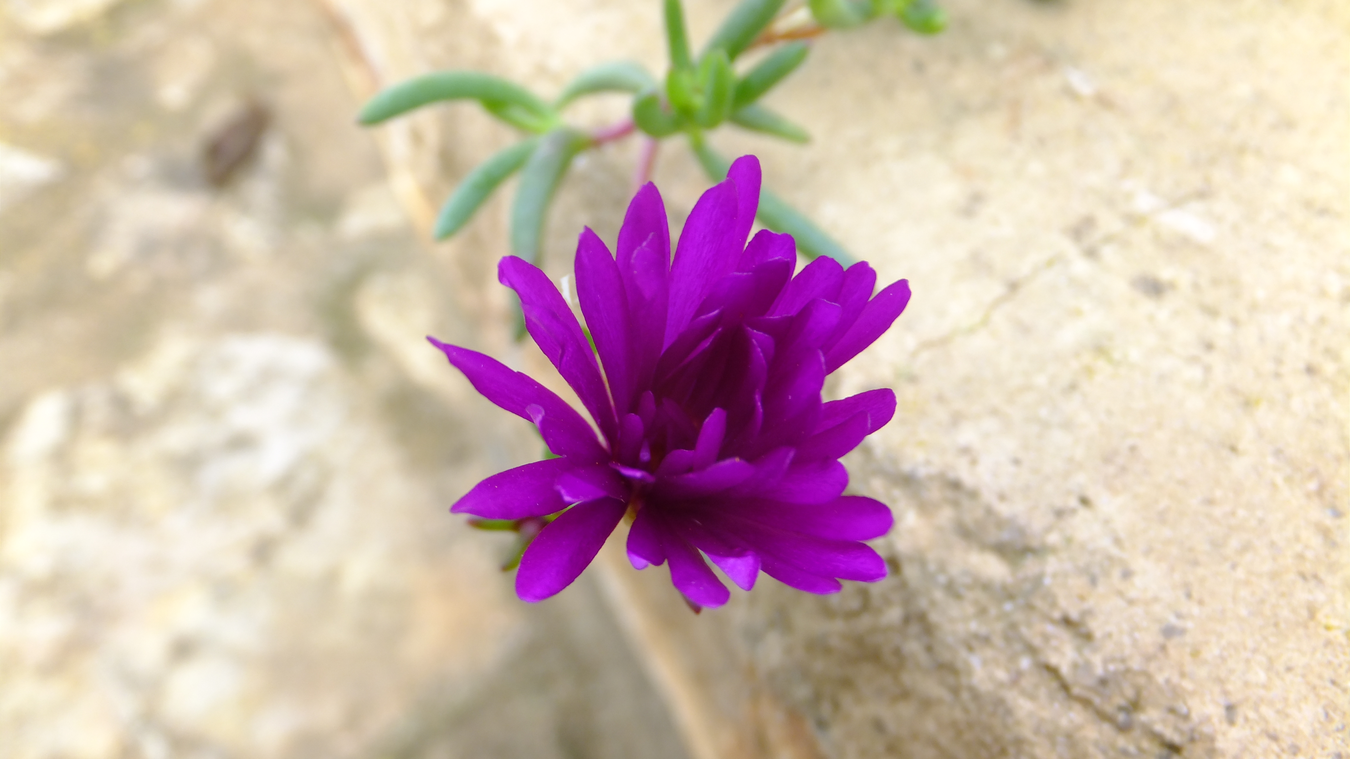 "La mayor gloria de vivir no reside en no fracasar nunca, sino en levantarnos cada vez que fracasamos." #Santanyi