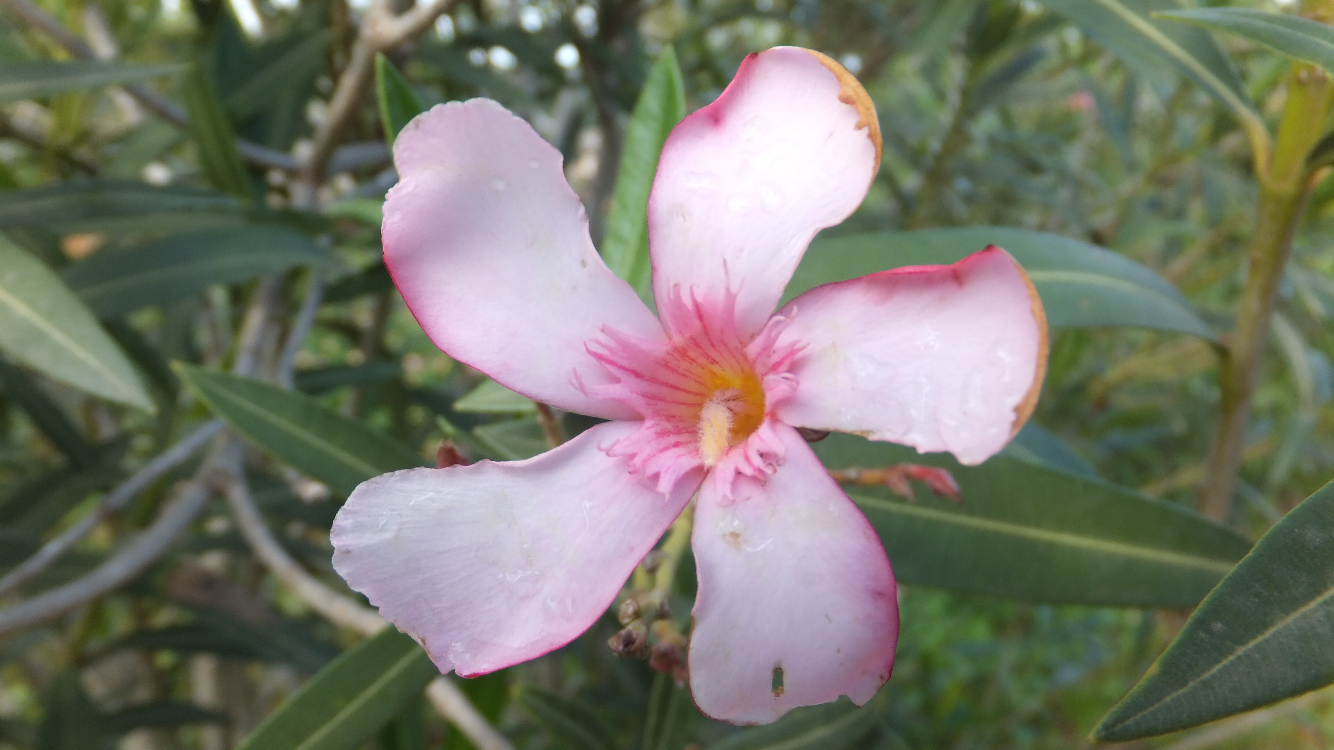 "Mi único competidor es la persona que fui ayer." #CaloEsMoro